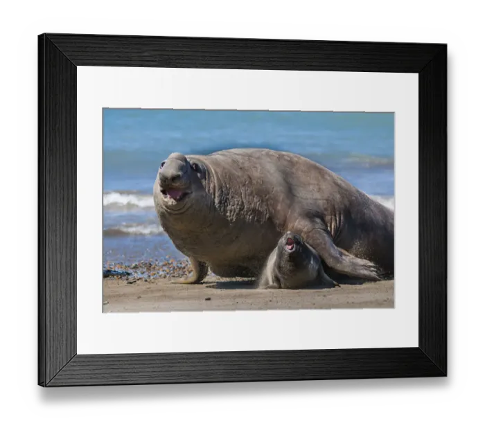 Framed Print : RF - Southern elephant seal (Mirounga leonina) male and female, Valdes, Patagonia Argentina Framed Print : RF - Southern elephant seal (Mirounga leonina) male and female, Valdes, Patagonia Argentina