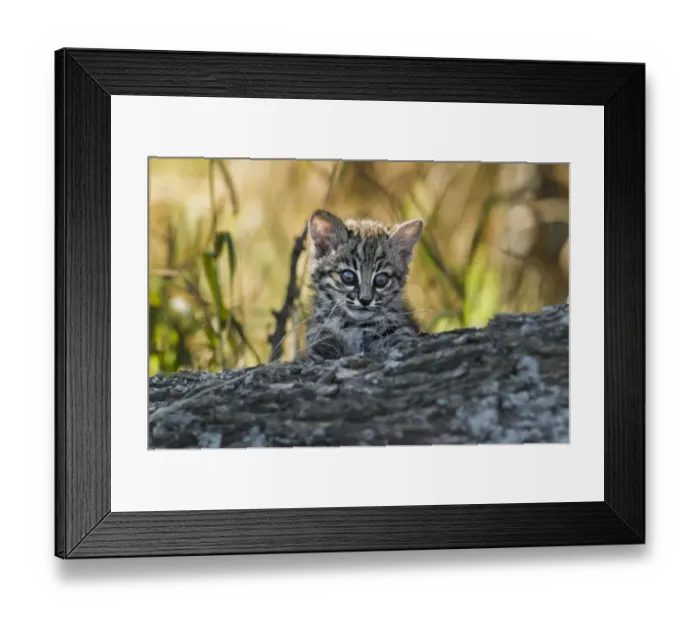 Framed Print : Geoffroys cat, (Leopardus geoffroyi) Calden Forest, La Pampa, Argentina Framed Print : Geoffroys cat, (Leopardus geoffroyi) Calden Forest, La Pampa, Argentina