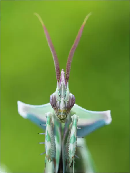 RF - Devils flower mantis (Idolomantis diabolica) male, captive, occurs in Africa
