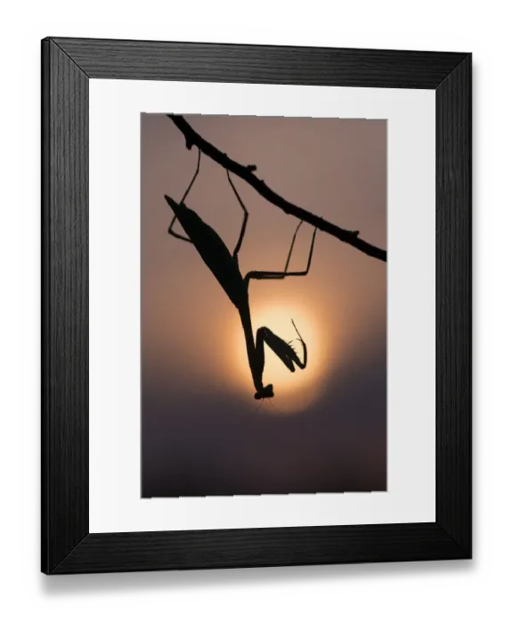 Framed Print : Peruvian mantis (Oxyopsis peruviana) silhouette with sun behind, captive, occurs in South America Framed Print : Peruvian mantis (Oxyopsis peruviana) silhouette with sun behind, captive, occurs in South America