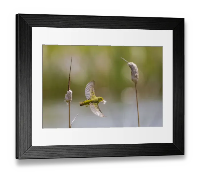 Framed Print : Yellow warbler (Dendroica petechia) collecting nesting material from Bulrush cattail Framed Print : Yellow warbler (Dendroica petechia) collecting nesting material from Bulrush cattail