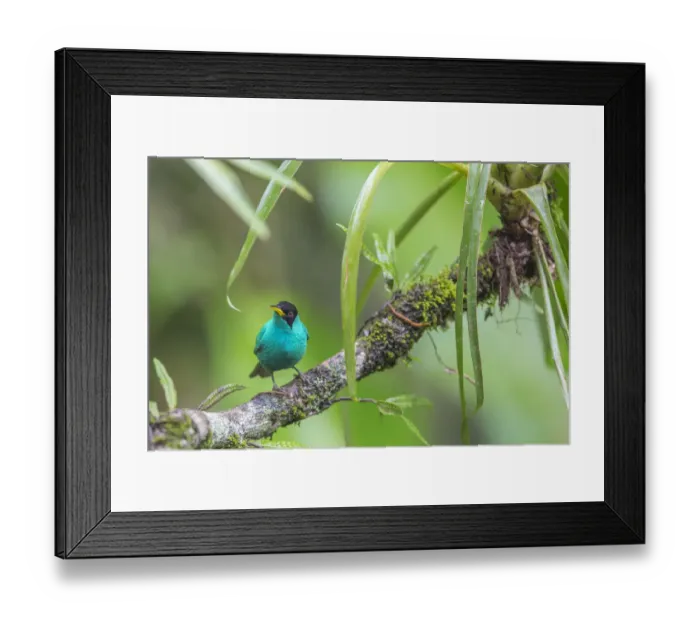 Framed Print : Green honeycreeper (Chlorophanes spiza) male, La Selva Field Station, Costa Rica Framed Print : Green honeycreeper (Chlorophanes spiza) male, La Selva Field Station, Costa Rica