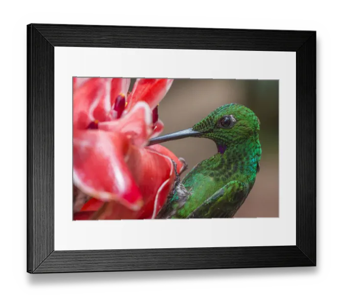 Framed Print : Green-crowned brillian-t hummingbird (Heliodoxa jacula) visiting Torch ginger flower (Etlingera elatior), Poas Volcano National Park Costa Rica Framed Print : Green-crowned brillian-t hummingbird (Heliodoxa jacula) visiting Torch ginger flower (Etlingera elatior), Poas Volcano National Park Costa Rica