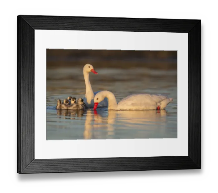 Framed Print : Coscoroba swan, (Coscoroba coscoroba) family with chicks, La Pampa, Argentina Framed Print : Coscoroba swan, (Coscoroba coscoroba) family with chicks, La Pampa, Argentina