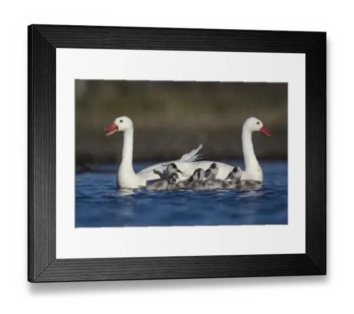 Framed Print : RF - Coscoroba swan (Coscoroba coscoroba) pair with chicks on water La Pampa, Argentina Framed Print : RF - Coscoroba swan (Coscoroba coscoroba) pair with chicks on water La Pampa, Argentina