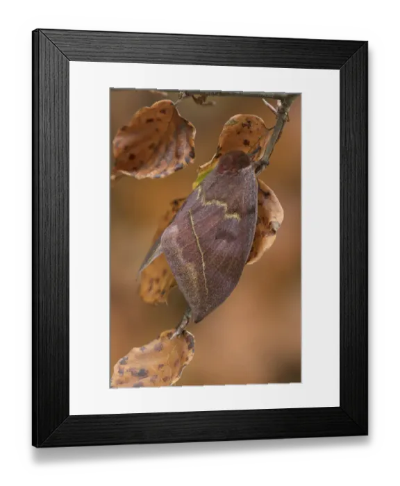 Framed Print : Saturniid moth (Automeris excreta) female, Guatemala Framed Print : Saturniid moth (Automeris excreta) female, Guatemala