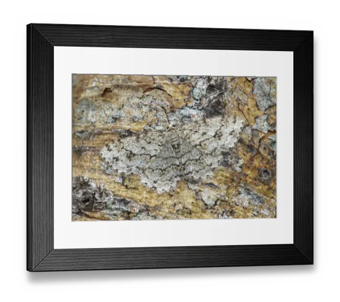 Framed Print : Engrailed moth (Ectropis crepuscularia) camouflaged on tree trunk, River Bann Banbridge Framed Print : Engrailed moth (Ectropis crepuscularia) camouflaged on tree trunk, River Bann Banbridge