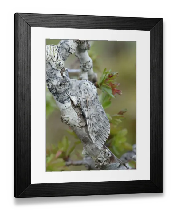 Framed Print : Puss moth (Cerura vinula) near Lough Bunny, County Clare, Ireland Framed Print : Puss moth (Cerura vinula) near Lough Bunny, County Clare, Ireland