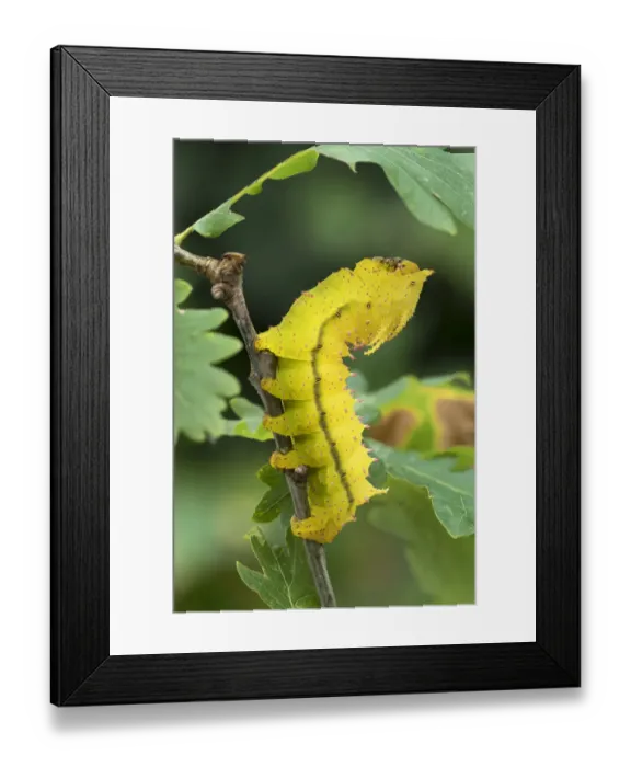 Framed Print : Saturniid moth (Eacles ormondei) caterpillar, Izabal, Guatemala, Central America