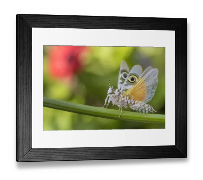 Framed Print : RF - Spiny flower mantis (Pseudocreobotra wahlbergii) wings spread in defensive posture