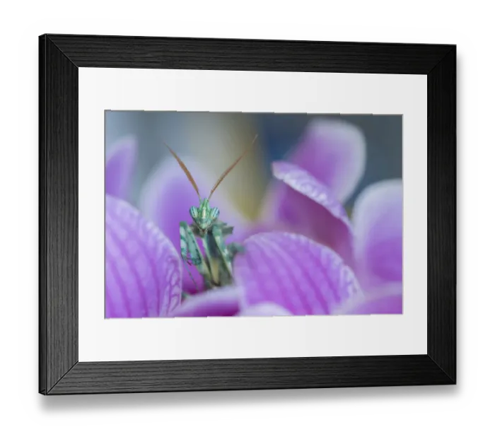 Framed Print : RF - Thistle Mantis (Blepharopsis mendica) among petals, captive, occurs in North Africa