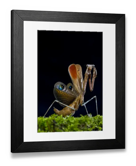 Framed Print : Peacock mantis (Pseudempusa pinnapavonis) in defensive posture; captive occurs in Burma Framed Print : Peacock mantis (Pseudempusa pinnapavonis) in defensive posture; captive occurs in Burma