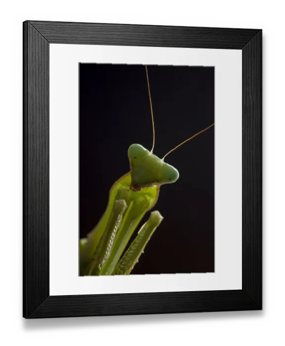 Framed Print : Giant African mantis (Sphodromantis viridis) portrait, captive, occurs in West Africa Framed Print : Giant African mantis (Sphodromantis viridis) portrait, captive, occurs in West Africa