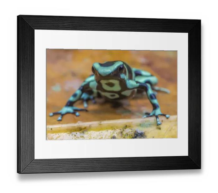 Framed Print : Green and black poison dart frog (Dendrobates auratus), La Selva Field Station, Costa Rica Framed Print : Green and black poison dart frog (Dendrobates auratus), La Selva Field Station, Costa Rica