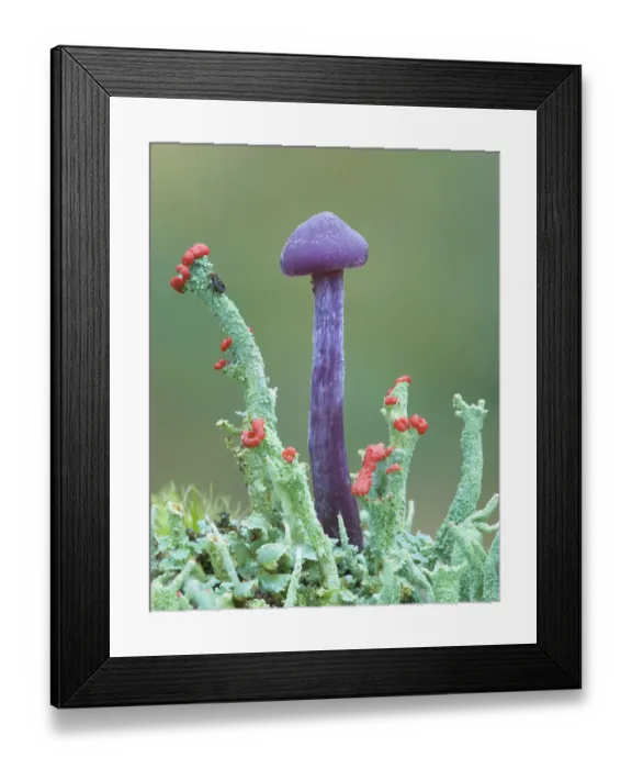 Framed Print : Amethyst deceiver (Laccaria amethystina) fungus, Peatlands Park Co. Armagh, Northern Ireland Framed Print : Amethyst deceiver (Laccaria amethystina) fungus, Peatlands Park Co. Armagh, Northern Ireland
