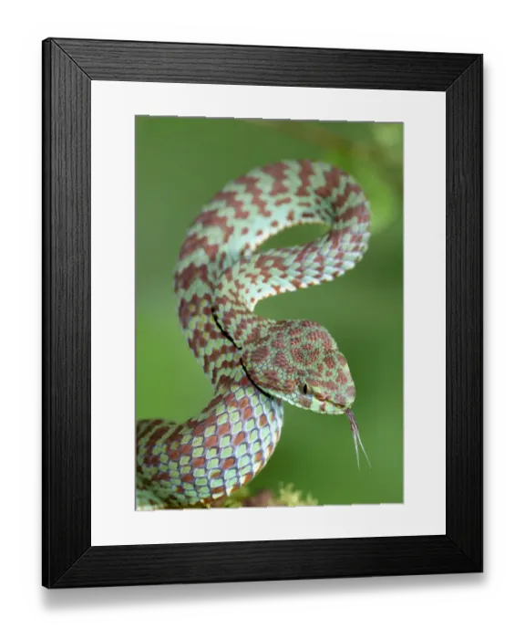 Framed Print : Beautiful pit viper (Trimeresurus venustus) captive occurs in Thailand Framed Print : Beautiful pit viper (Trimeresurus venustus) captive occurs in Thailand