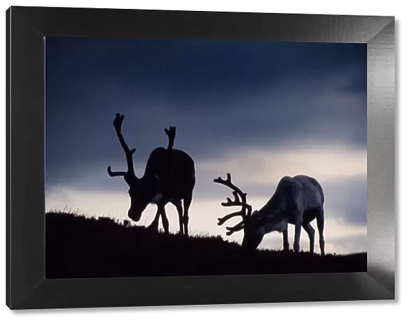 Reindeer (Rangifer tarandus) reindeer silhouetted against the skyline, reintroduced