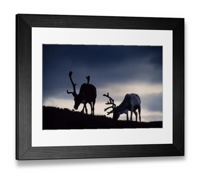 Framed Print : Reindeer (Rangifer tarandus) reindeer silhouetted against the skyline, reintroduced