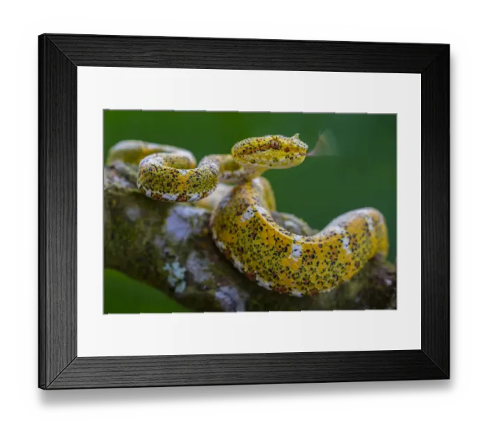 Framed Print : Eyelash viper (Bothriechis schlegelii) with tongue extended, flicking, tasting the air Framed Print : Eyelash viper (Bothriechis schlegelii) with tongue extended, flicking, tasting the air