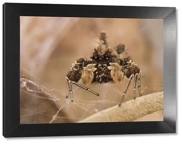 Dandy jumping spider (Portia schultzi) Kwazulu-Natal, South Africa