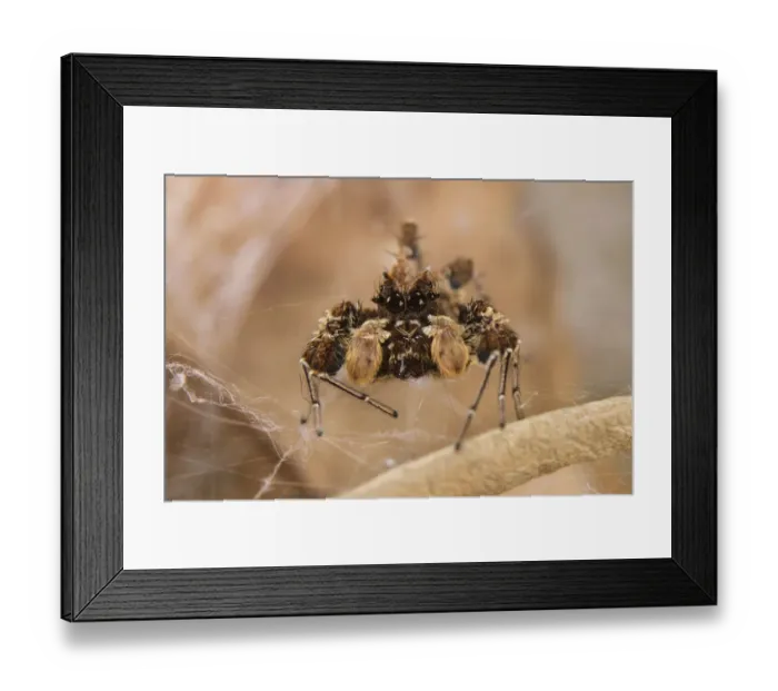 Framed Print : Dandy jumping spider (Portia schultzi) Kwazulu-Natal, South Africa