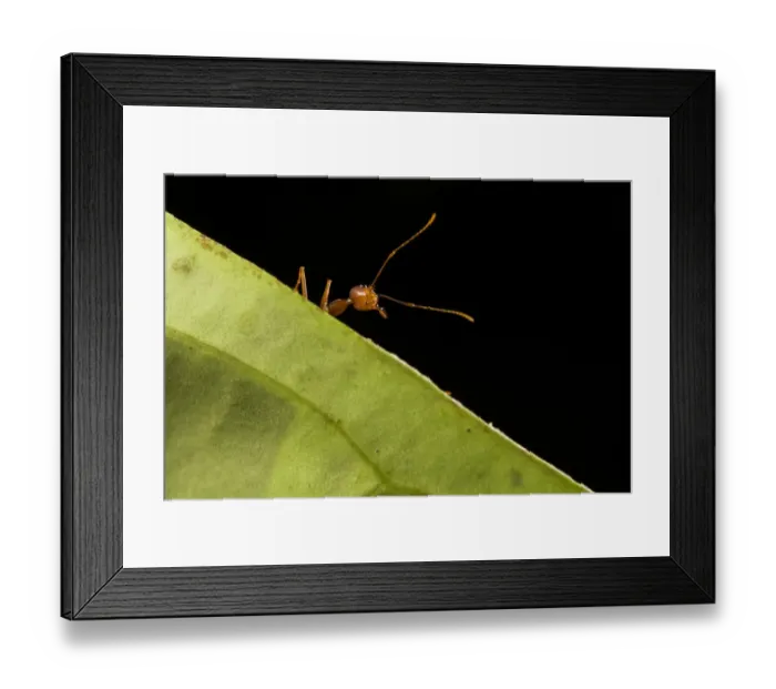 Framed Print : Weaver ants (Oecophylla smaragdina) portrait, Sabah, Malaysian Borneo Framed Print : Weaver ants (Oecophylla smaragdina) portrait, Sabah, Malaysian Borneo