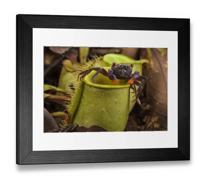 Framed Print : Land crab (Geosesarma sp. ) which raids Pitcher plant (Nepenthes ampullaria) for prey Framed Print : Land crab (Geosesarma sp. ) which raids Pitcher plant (Nepenthes ampullaria) for prey