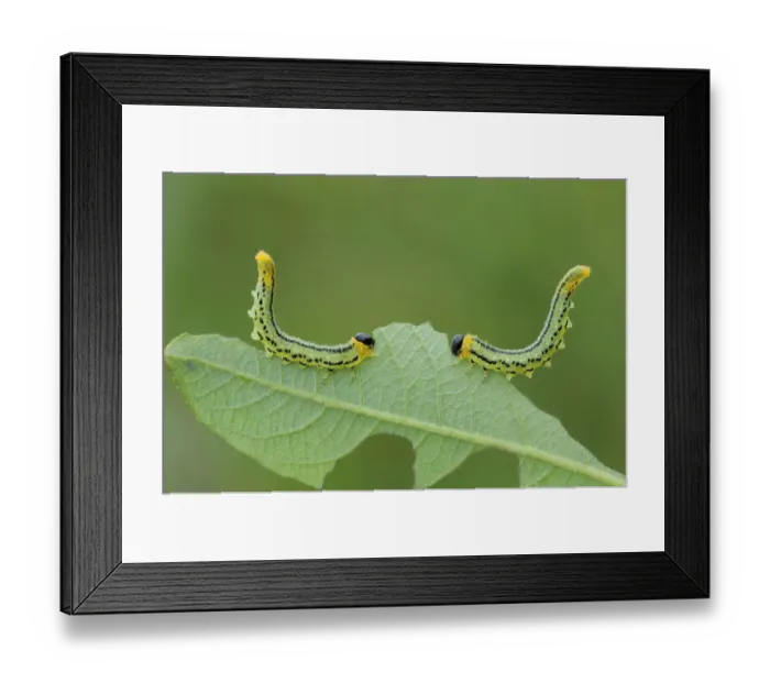 Framed Print : Sawfly larvae (Nematus pavidus) defensive posture, Peatlands Park, County Armagh, Northern Ireland Framed Print : Sawfly larvae (Nematus pavidus) defensive posture, Peatlands Park, County Armagh, Northern Ireland