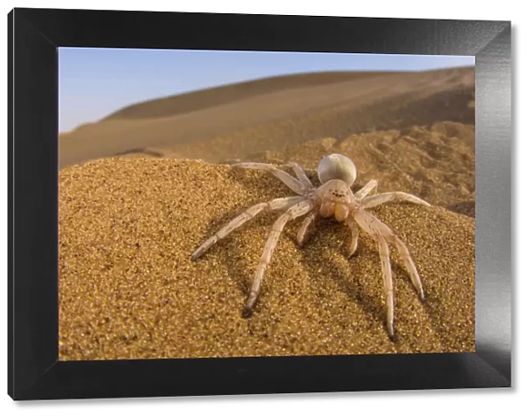 Cartwheeling spider (Carparachne sp. ) in desert, Swakopmund, Namibia