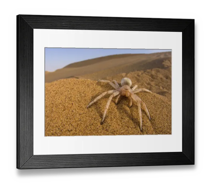 Framed Print : Cartwheeling spider (Carparachne sp. ) in desert, Swakopmund, Namibia Framed Print : Cartwheeling spider (Carparachne sp. ) in desert, Swakopmund, Namibia