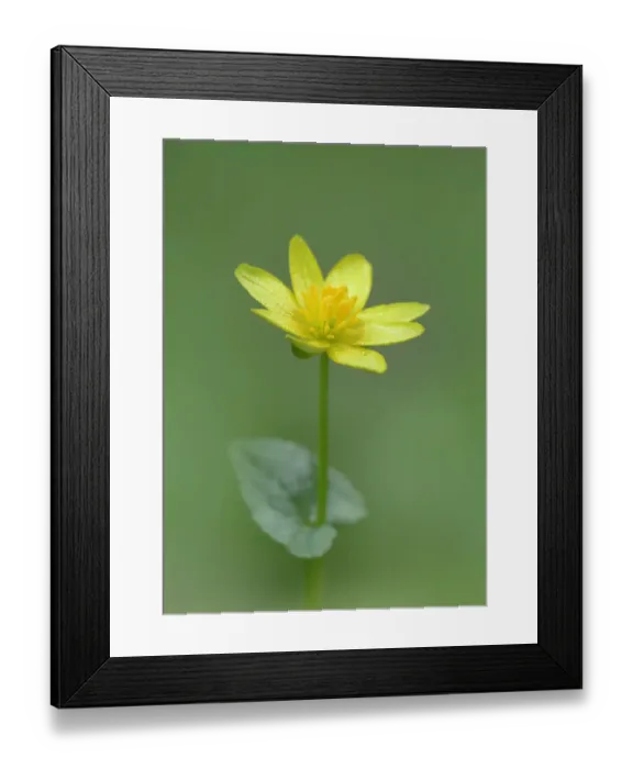 Framed Print : Lesser celandine (Ranunculus ficaria) Clare Glen, Tandragee, County Armagh. Northern Ireland Framed Print : Lesser celandine (Ranunculus ficaria) Clare Glen, Tandragee, County Armagh. Northern Ireland
