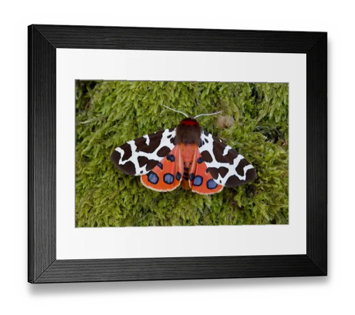 Framed Print : Garden tiger moth (Arctia caja) Killard Point NNR, Ballyhornan, County Down, Northern Ireland Framed Print : Garden tiger moth (Arctia caja) Killard Point NNR, Ballyhornan, County Down, Northern Ireland