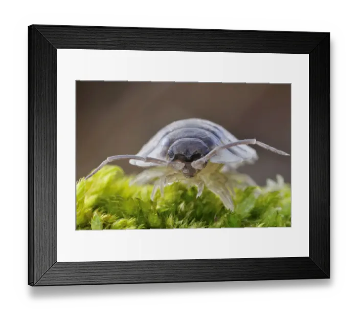 Framed Print : Common / Shiny woodlouse (Oniscus asellus) on moss, Berwickshire, Scotland, February Framed Print : Common / Shiny woodlouse (Oniscus asellus) on moss, Berwickshire, Scotland, February