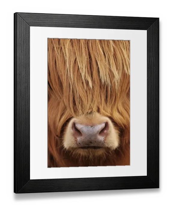 Framed Print : Highland Cow (Bos taurus) close-up, Isle of Mull, Inner Hebrides, Scotland, April Framed Print : Highland Cow (Bos taurus) close-up, Isle of Mull, Inner Hebrides, Scotland, April