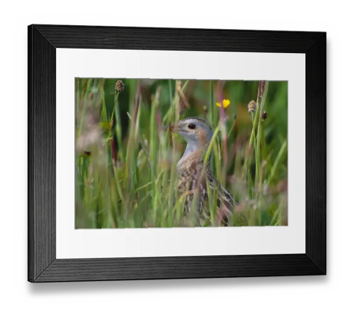 Framed Print : Corncrake (Crex crex) hidden in meadow, Balranald RSPB Nature Reserve, North Uist Framed Print : Corncrake (Crex crex) hidden in meadow, Balranald RSPB Nature Reserve, North Uist