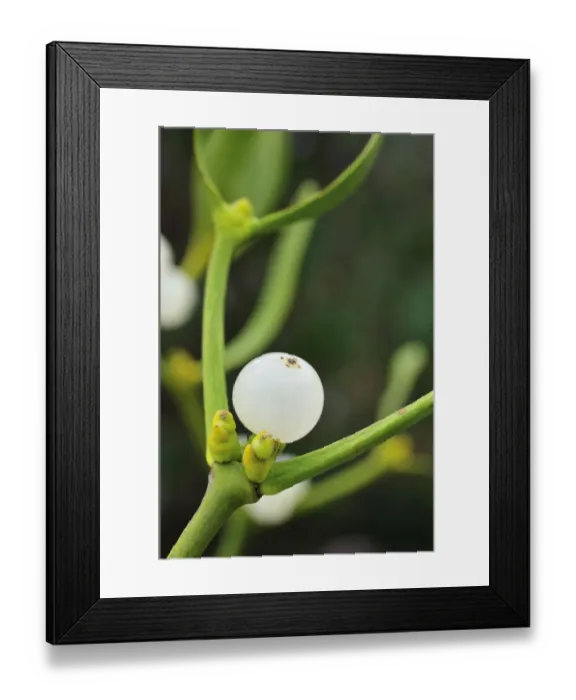 Framed Print : Mistletoe (Viscum album) close-up of berries, England, December Framed Print : Mistletoe (Viscum album) close-up of berries, England, December
