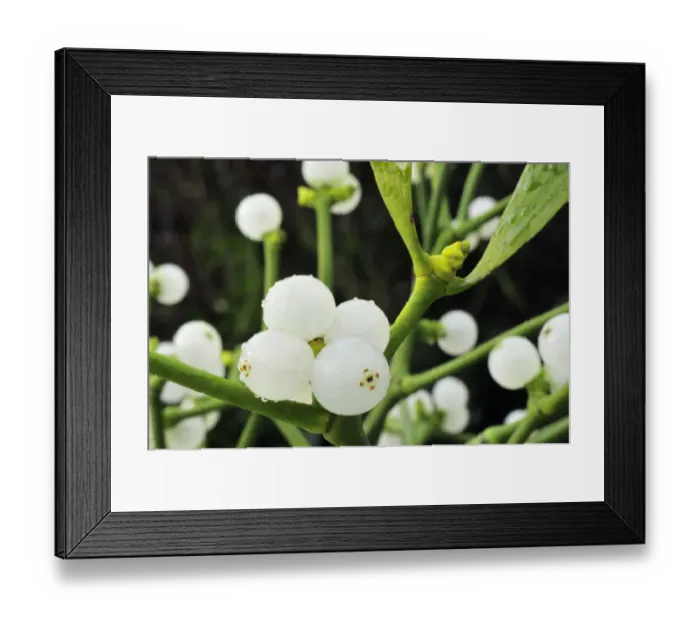 Framed Print : Mistletoe (Viscum album) close-up of berries, England, December Framed Print : Mistletoe (Viscum album) close-up of berries, England, December