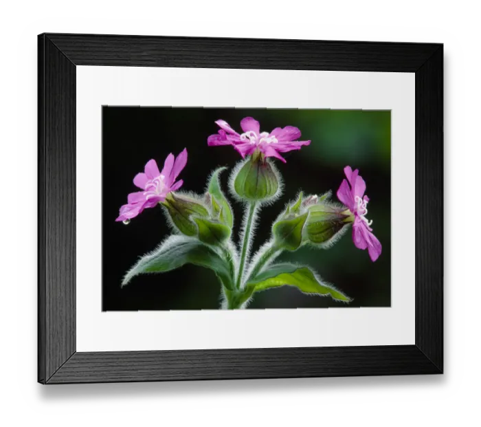 Framed Print : Red Campion (Silene dioica) against shaded background in deciduous woodland, Berwickshire Framed Print : Red Campion (Silene dioica) against shaded background in deciduous woodland, Berwickshire