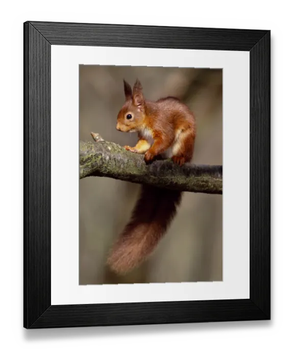 Framed Print : Red squirrel (Sciurus vulgaris) adult in winter coat in deciduous woodland, Berwickshire Framed Print : Red squirrel (Sciurus vulgaris) adult in winter coat in deciduous woodland, Berwickshire
