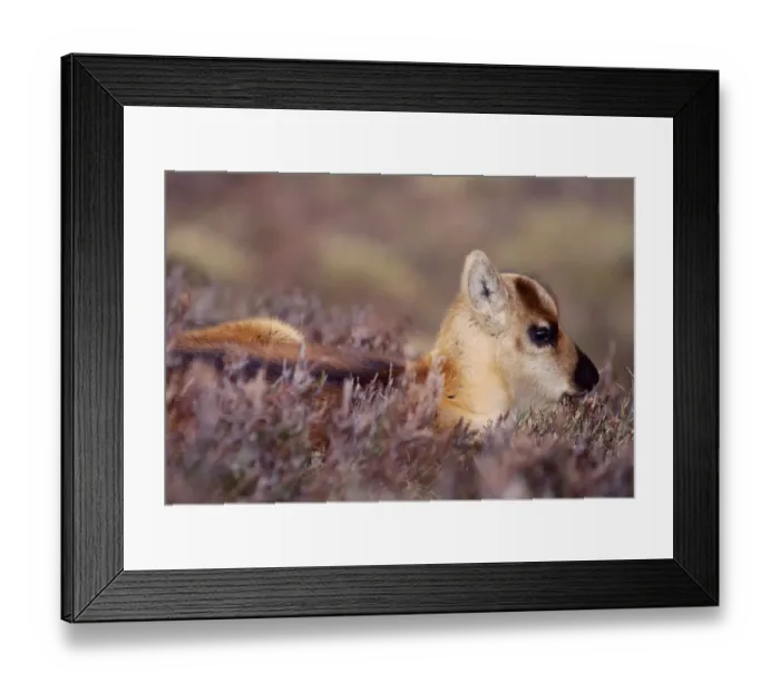 Framed Print : Reindeer (Rangifer tarandus) week old calf sheltering in heather, reintroduced Cairngorm Framed Print : Reindeer (Rangifer tarandus) week old calf sheltering in heather, reintroduced Cairngorm