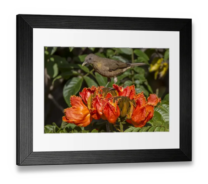 Framed Print : Clay-colored robin (Turdus grayi), drinking from flower of African tulip tree (Spathodea Framed Print : Clay-colored robin (Turdus grayi), drinking from flower of African tulip tree (Spathodea