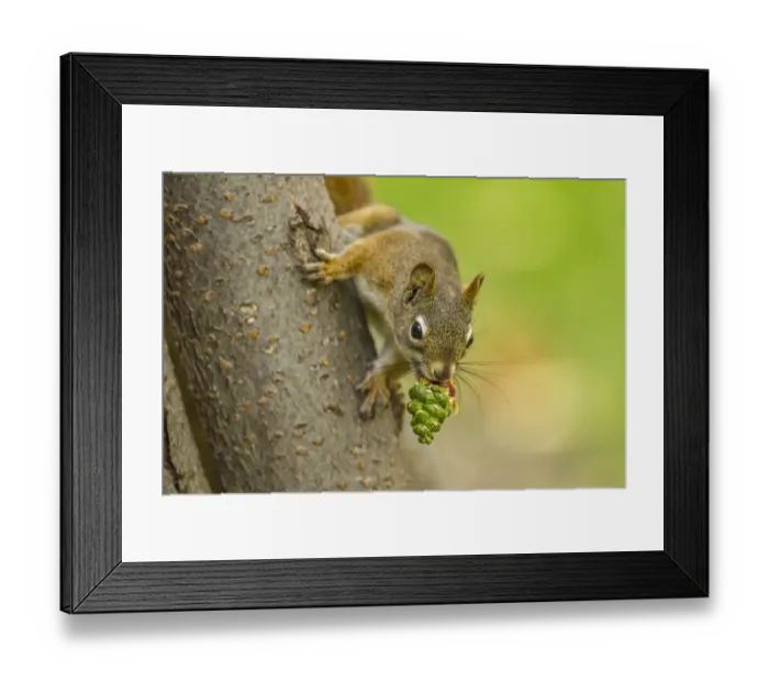 Framed Print : American red squirrel (Tamiasciurus hudsonicus) collecting, Douglas Fir (Pseudotsuga Framed Print : American red squirrel (Tamiasciurus hudsonicus) collecting, Douglas Fir (Pseudotsuga