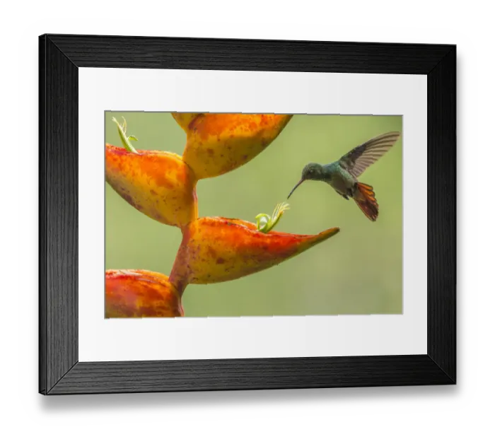 Framed Print : Rufous-tailed hummingbird (Amazilia tzacatl) feeding from Heliconia flower (Heliconia Framed Print : Rufous-tailed hummingbird (Amazilia tzacatl) feeding from Heliconia flower (Heliconia