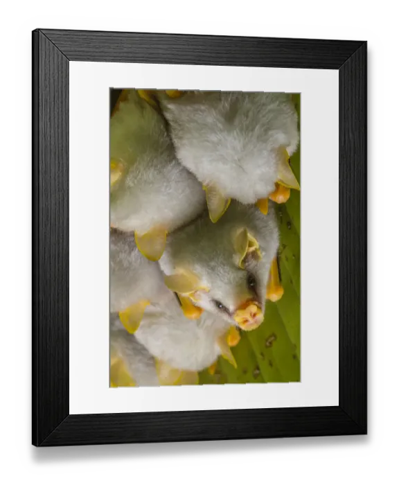 Framed Print : White tent making bat (Ectophylla alba) roosting in tree, La Selva Field Station, Costa Rica Framed Print : White tent making bat (Ectophylla alba) roosting in tree, La Selva Field Station, Costa Rica