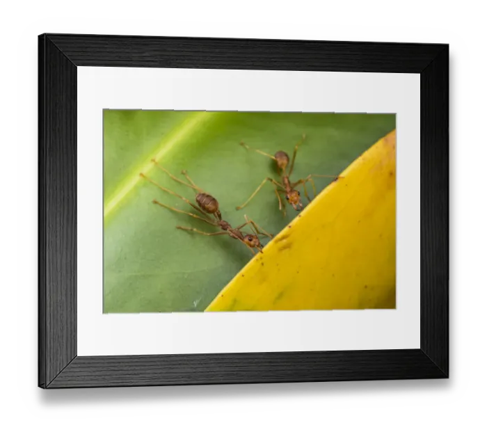Framed Print : Weaver ants (Oecophylla smaragdina) holding leaves together during nest building, Malaysian Borneo