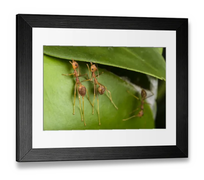 Framed Print : Weaver ants (Oecophylla smaragdina) building nest by gluing leaves together with silk Framed Print : Weaver ants (Oecophylla smaragdina) building nest by gluing leaves together with silk