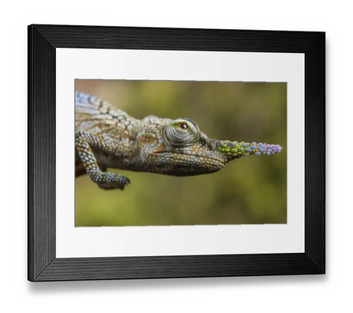 Framed Print : Lance-nosed chameleon (Calumma gallus), Andasibe-Mantadia National Park. Madagascar Framed Print : Lance-nosed chameleon (Calumma gallus), Andasibe-Mantadia National Park. Madagascar
