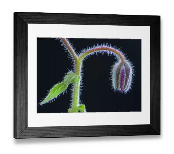 Framed Print : Borage flower bud (Borago officinalis) near Nice, south of France, June Framed Print : Borage flower bud (Borago officinalis) near Nice, south of France, June