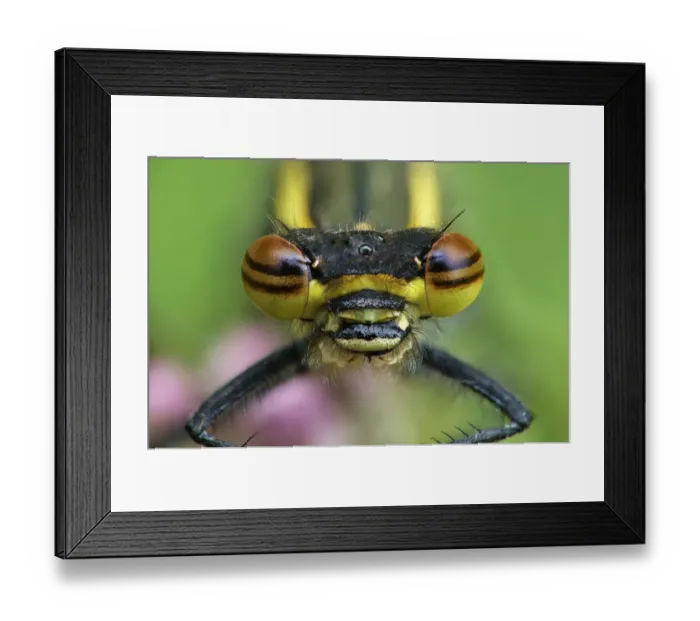Framed Print : Large red damselfly (Pyrrhosoma nymphula) portriat, Brackagh Moss Natural Nature Reserve Framed Print : Large red damselfly (Pyrrhosoma nymphula) portriat, Brackagh Moss Natural Nature Reserve