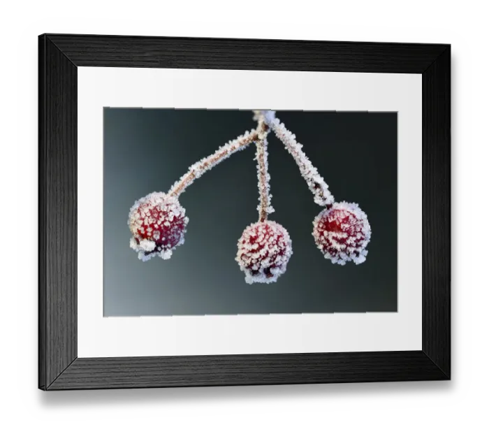 Framed Print : Hawthorn berries (Crataegus monogyna) Brackagh Moss NNR, Portadown, Co. Armagh, Northern Ireland Framed Print : Hawthorn berries (Crataegus monogyna) Brackagh Moss NNR, Portadown, Co. Armagh, Northern Ireland
